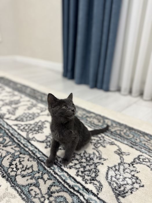 Продаётся Котёнок, Мушук