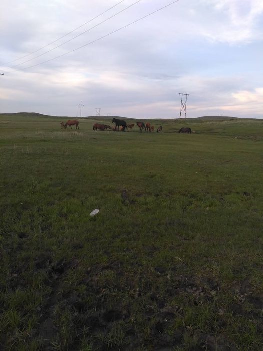 Продам лошадей, тай, байтал, кунан, бие.
