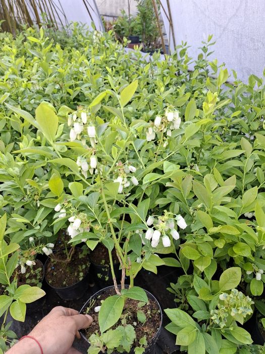 Американска боровинка в саксия