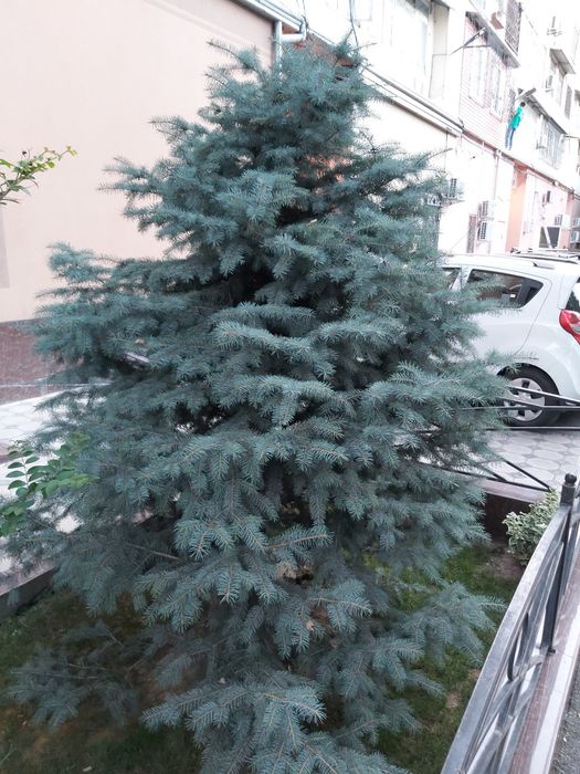 Ёлка Голубая Ель | Archa