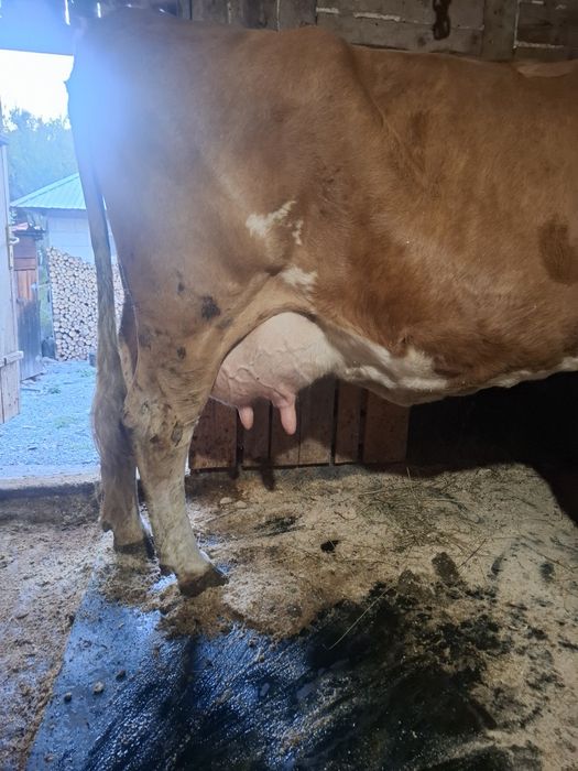 De vanzare o vaca forte buna de lapte