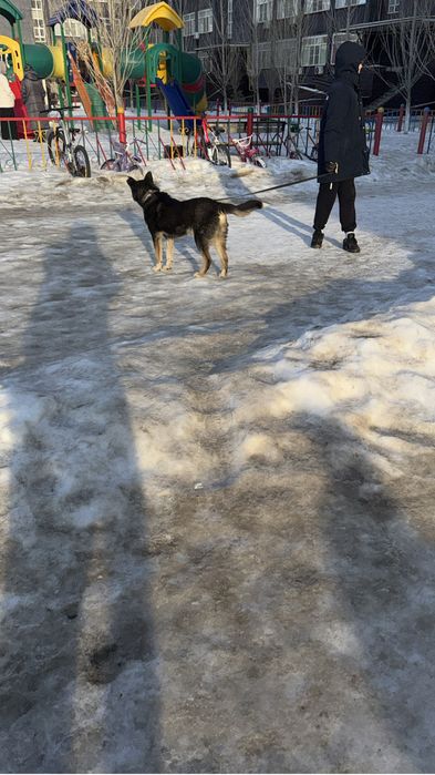 Щенок кобеля ищет дом!