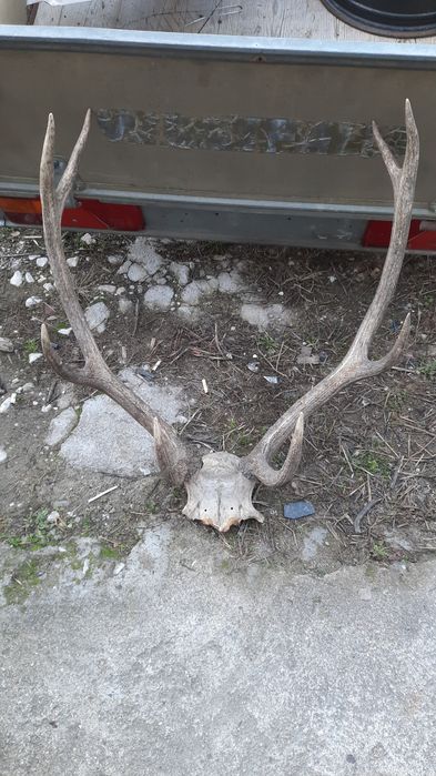 Еленски рога. Трофей