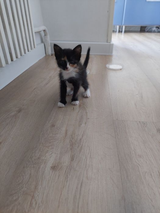 Котенок домашний