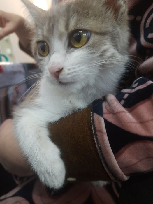 Mushuk. Bervoraman tekinga