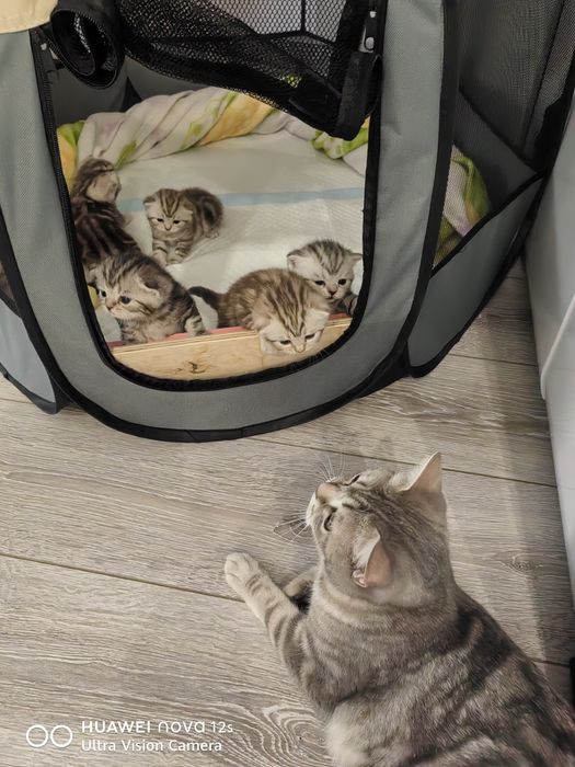 Продам Шотландских котят