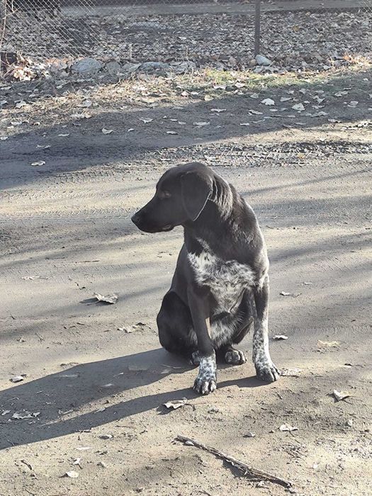 Собака бесплатно