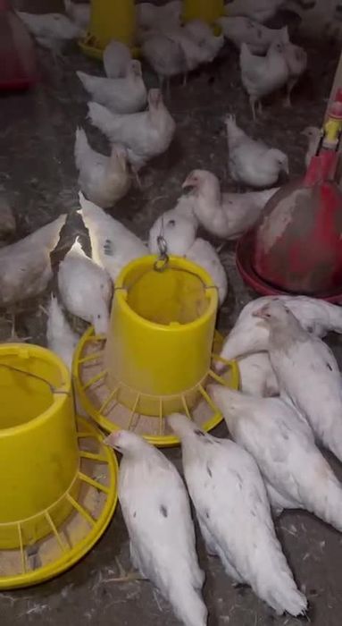 Loman sendi tuxum yoʻnnalishidagi tovuqlar sotiladi oq firma tovuqlari