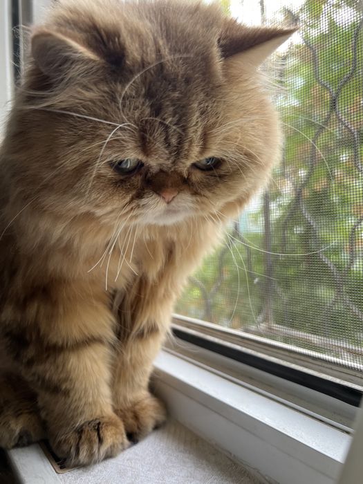 Шикарный кот готов к вязке