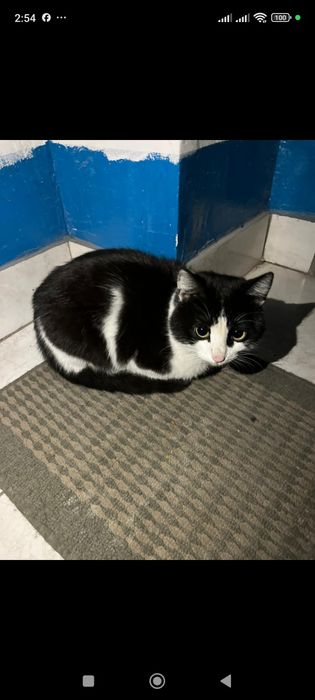 Котенок девочка 5-6 месяцев