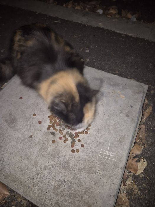 Бесплатно 3 цветная