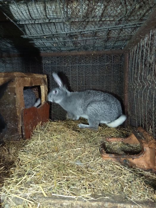 Vând iepuri uriaș german