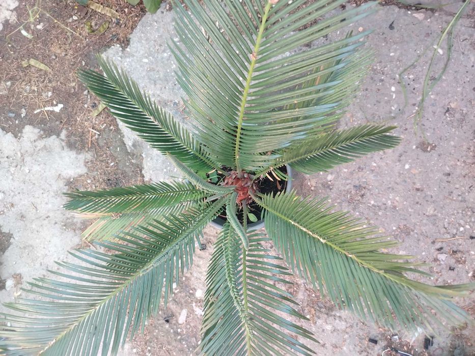 Palmier cycas în ghiveci