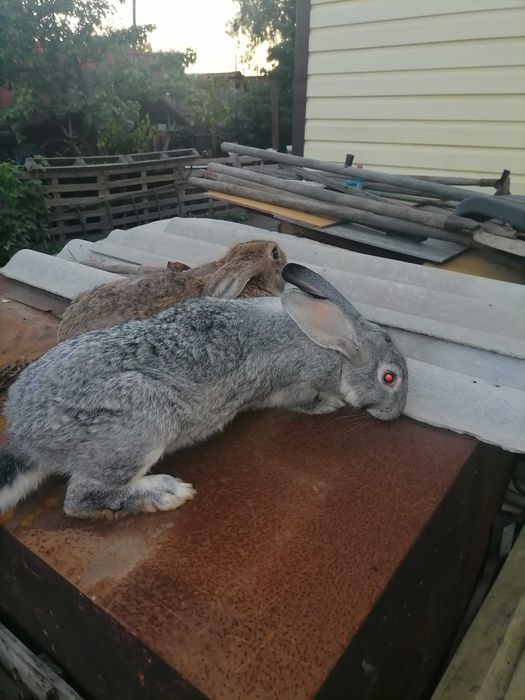 Продаются кролики