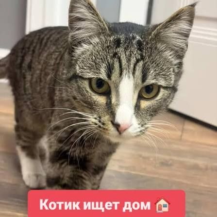 Кот, ласковый и послушный