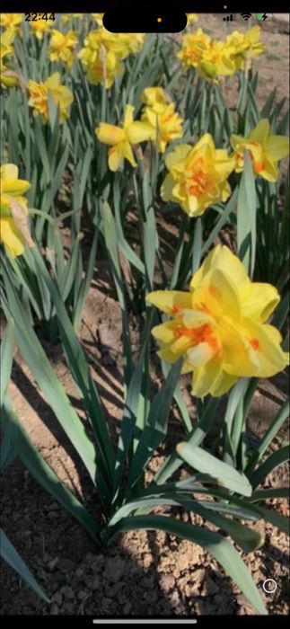 Bulbi de narcise 1 kg 50 lei