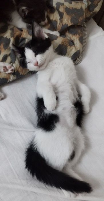 Отдам котят в добрые ручки!!!