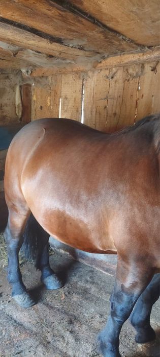 Vand armasar de 5 ani.