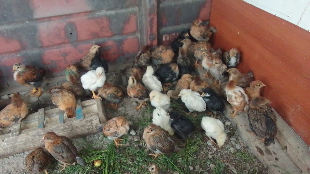 Продам цыплят домашних