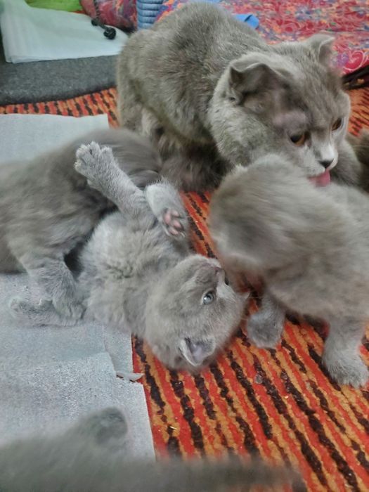 2 oylik juda quvnoq va chaqqon soğlom chista parodali mushuklar sotila