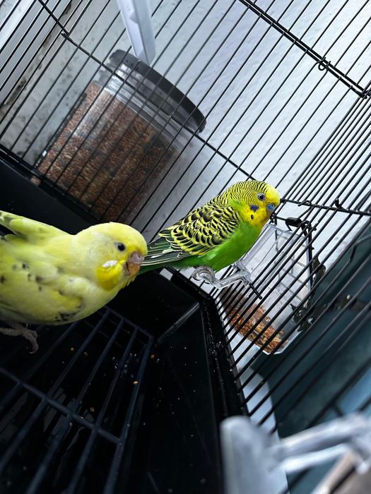 Продаеться попугаи