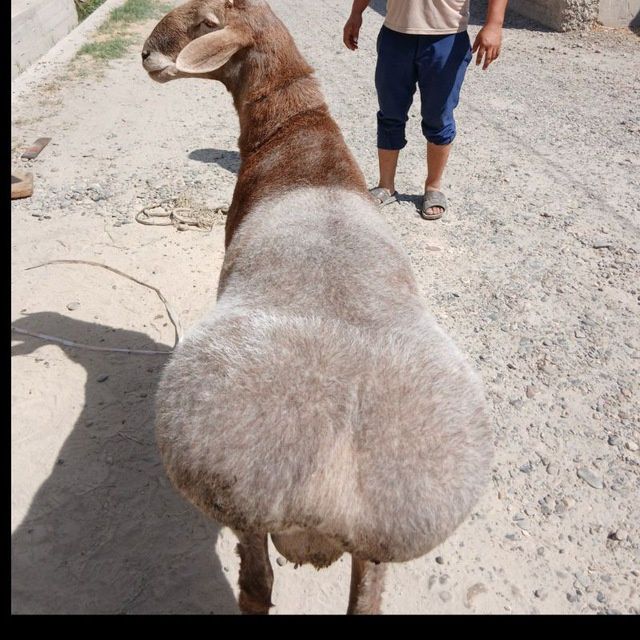 Qoʻchqorni sogʻligiga,kafolat