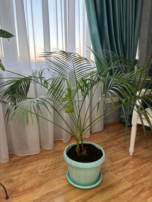 Продам цветы комнатные