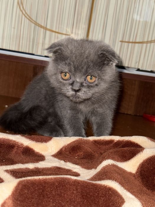 Скоттиш фолд 2.5 месяц