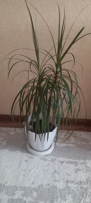 Продам комнатные цветы