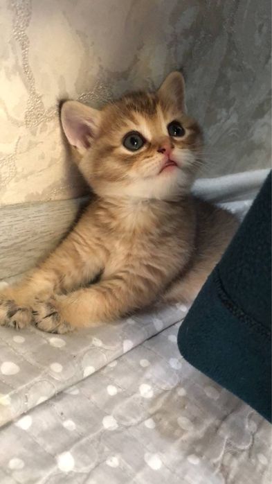 120$ Шотландская шиншилла