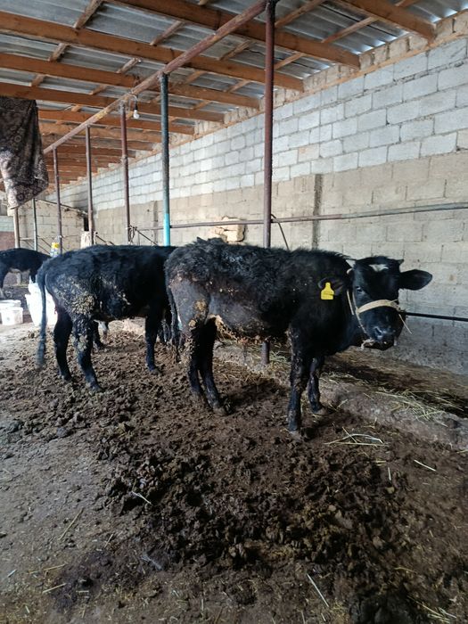 Буқалар сатылады