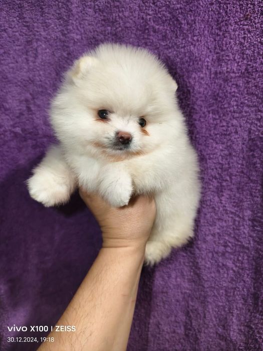 Померашки ,каспий рассрочка