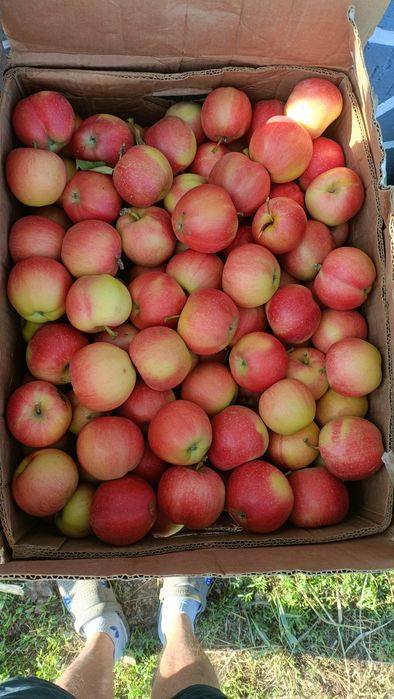 Яблоки Айнур,Гала,Лимонка