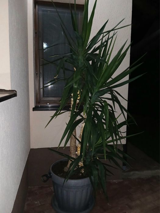 Yucca elephantipes