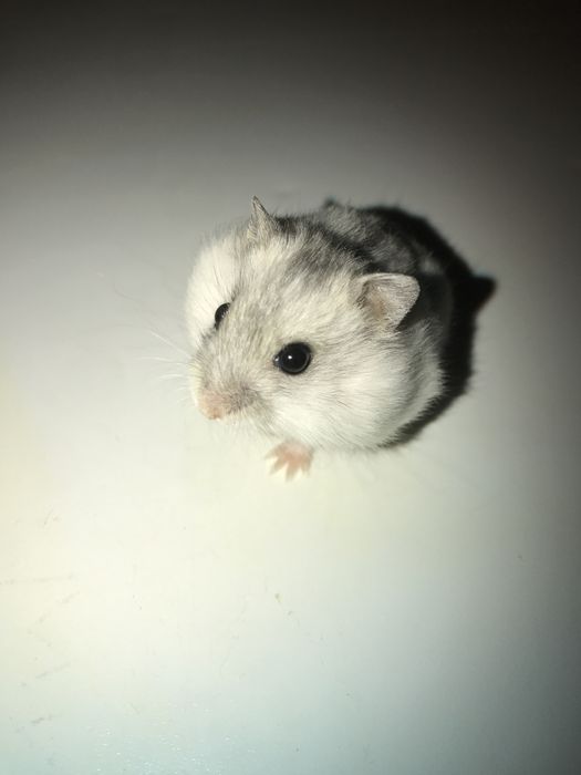 Hamsteri pitici(foarte blanzi)