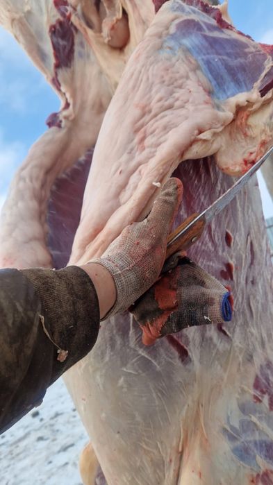 Тай жабағы сатылады