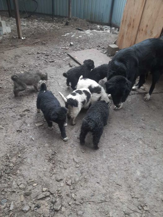 Отдам щенков алабая