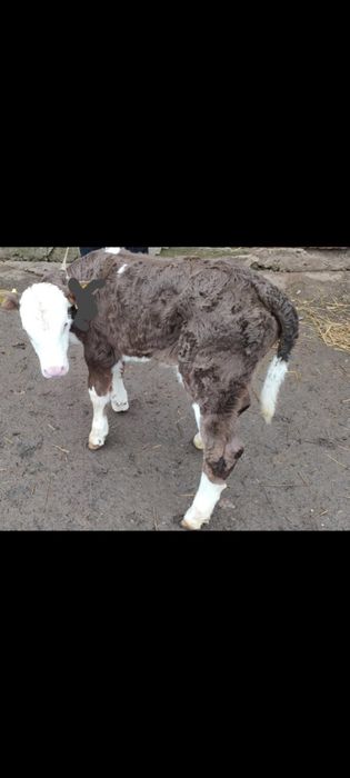 Vand vițea 4 săptămâni