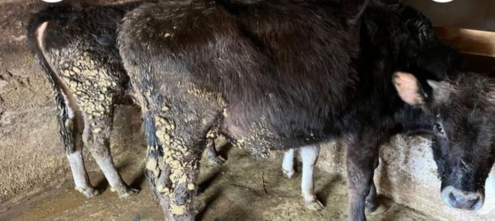 Прадаётся бычки алатау