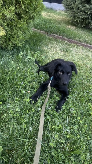 Продам собаку породы Лабрадор