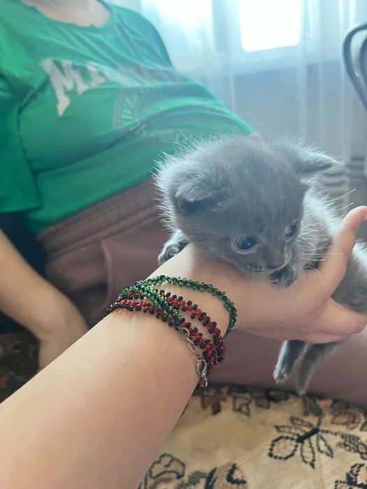 Отдам котят британцев