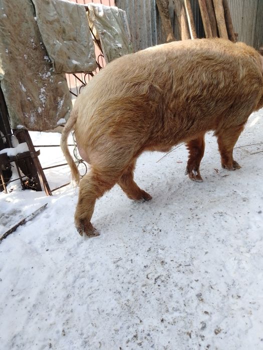 Продам 2-х годовалого кобана хряк