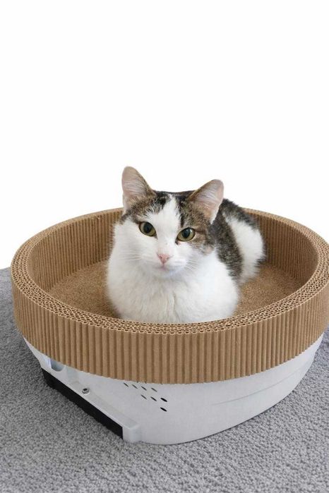 Добрая кошечка ищет дом