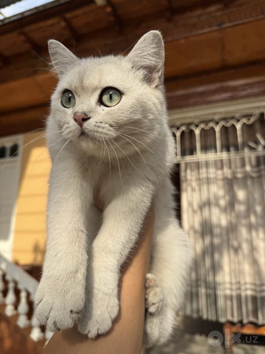 Британская серебристая шиншилла