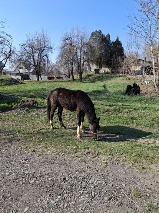 Продам лошадь, 2 шт