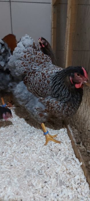 Ouă pt incubat (wyandotte auriu albastru)