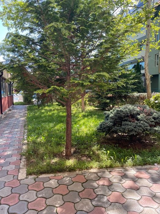 Продава се Едностаен апартамент в Несебър - 50 кв.м за 1040 €/кв.м - Снимка #3