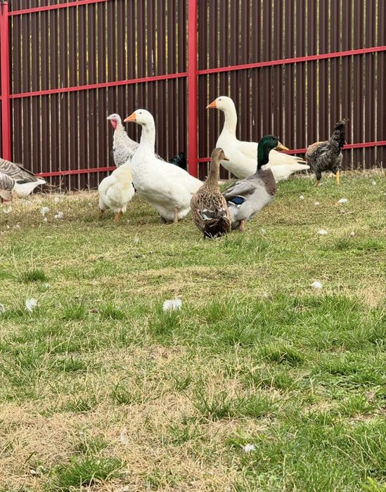 De vânzare gâşte şi rațe româneşti