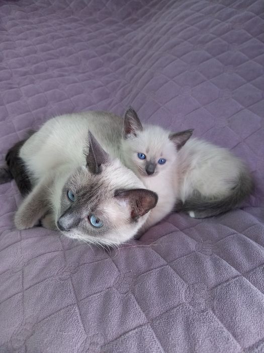 Котенок Девочка, 2 месяца