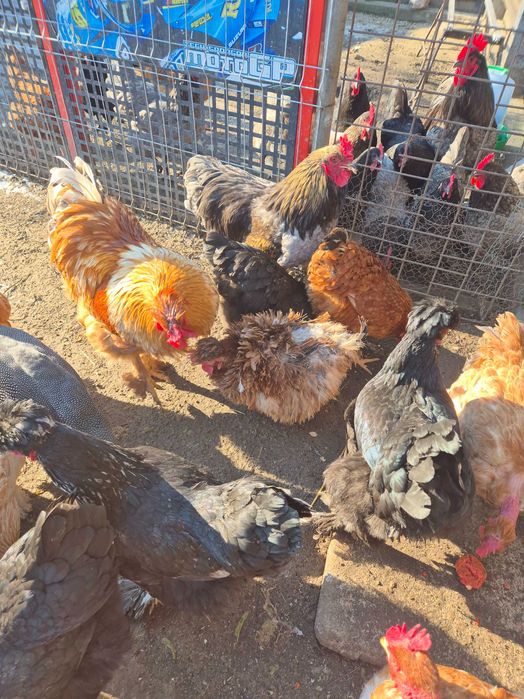 Vând ouă pentru incubat